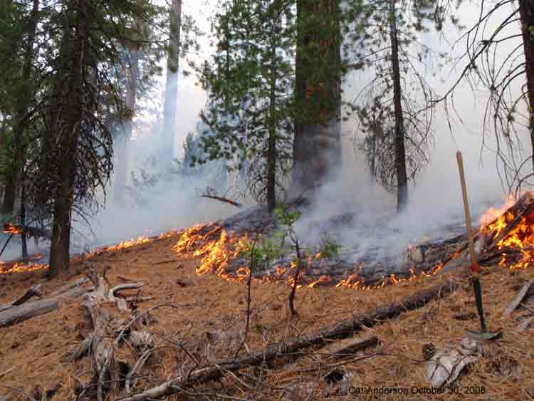 Photo of forest with fire burning along the ground in light fuels.