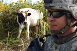 BOVINE BUDDY - Click for high resolution Photo