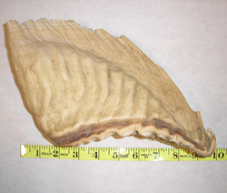 This Asian elephant tooth is one of the more than 5,000 piece of illegally smuggled wildlife seized as part of this investigation. Credit: USFWS