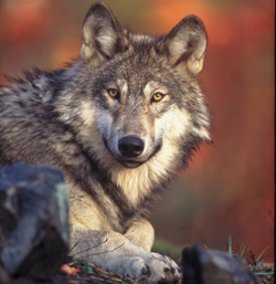 Gray wolf. Credit: Gary Kramer / USFWS