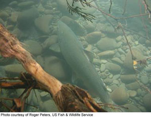 Wide stream buffers are important in the functions performed by riparian zones.