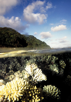 Coral in Fagatele Bay has recovered since being damaged by natural events