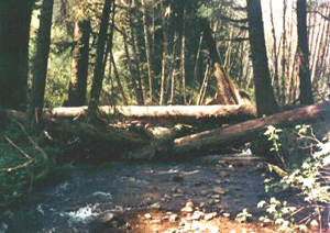 A completed instream restoration project, showing an engineered log jam that has been installed in an effective and natural way.