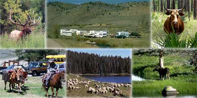 Pictures of an elk, sheep, campers, outfitter, cattle, and moose.