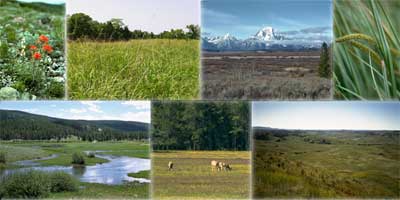 Pictures of a flower, prairie, mountains, grasses, stream, antelope, and valley.