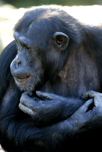 A chimpanzee