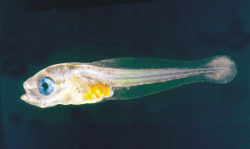 transparent fish