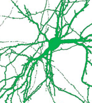 Neuron image courtesy of Vanderbilt University)