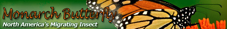 Monarch Butterfly, North America's Migrating Insect