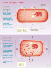 How a Myocyte contracts