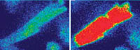 Myocyte's inner fluid