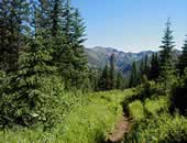 Photograph of a trail on the Clearwater NF.