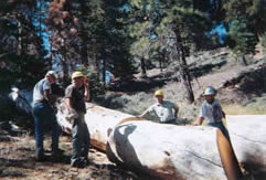 [Photo: Wilderness Crews use a whipsaw clearing trail.]