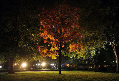 The fall colors of a Maple tree on the White House North Lawn glow in the light from the White House Press Corps as short days give way to the season's long shadows.