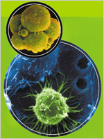 Colorized scanning electron micrograph of stem cells