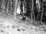 A black bear in the woods