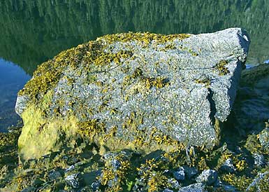 Mearns Rock is located in the intertidal zone on Knight Island in Snug Harbor