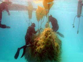 Divers raising nets to the surface