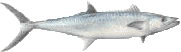 king mackerel