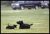 Miss Beazley finds her bark playing with Barney on the South Lawn.