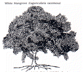 White Mangrove drawing