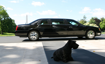 Barney sits patiently on the walkway of the South Portico of the White House Thursday, May 22, 2008, waiting to see if he can catch a ride in the limousine. White House photo by Shealah Craighead 