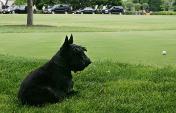 Barney thinks about his next shot on the South Lawn putting green Thursday, June 19, 2008 at the White House. White House photo by Chris Greenberg