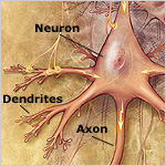 diagram of a neuron, identifying neuron body, dendrites, and axon