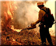 Photo of a firefighter igniting a fire with a hand held drip torch.