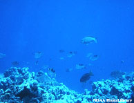 Coral reef photo 2