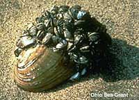 Zebra mussels clustering on a native clam at beach.