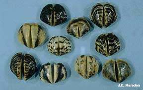 North American zebra mussels exhibit a variety of shell colors and patterns.
