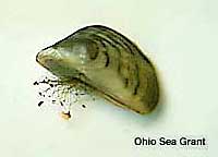 Single zebra mussel showing striping and byssal threads