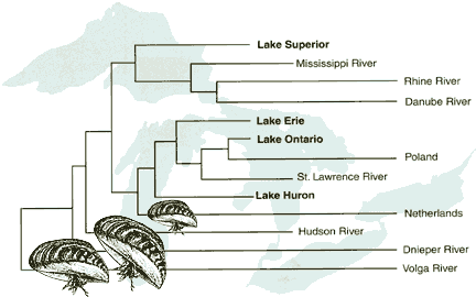Zebra mussel "family tree" overlaid on a map of the Great Lakes