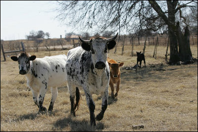 Longhorn Cattle, who live on President and Mrs. Bush's Prairie Chapel Ranch in Crawford, Texas, run towards the camera for their close-up, February 2006.