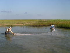biologists seine in one of the ponds in the two-year-old Powerhorn Marsh