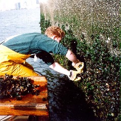 NOS scientist collecting mussels