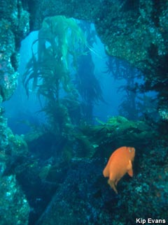 Garibaldi fish in Channel Islands National Marine Sanctuary