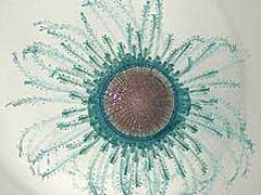 Porpida porpida, a free-floating marine organism related to jellyfish
