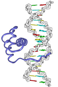 DNA with ribosome traditional rendering