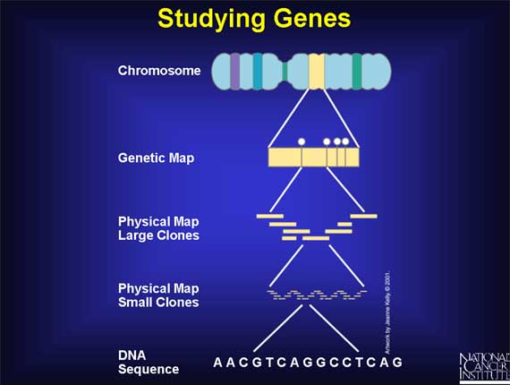 Studying Genes