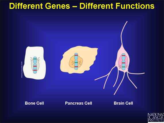 Different Genes - Different Functions