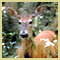 [Photo]: Deer