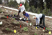 [Photograph]: People planting trees.