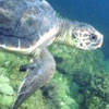 Loggerhead Turtle