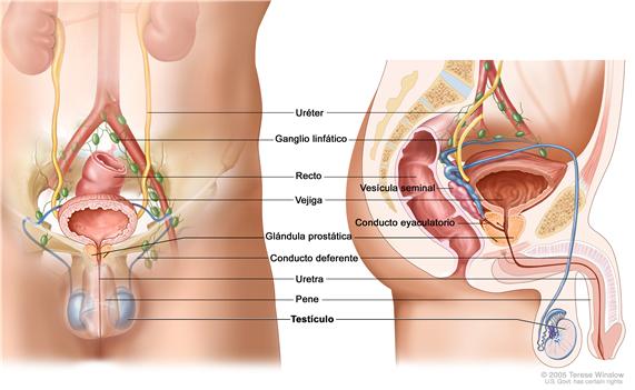 Anatomía del sistema reproductor y el sistema urinario masculino; muestra vistas frontales y laterales de los uréteres, los ganglios linfáticos, la vejiga, el recto, la próstata, la uretra, el conducto deferente, la vesícula seminal, el conducto eyaculatorio, el pene y los testículos.
