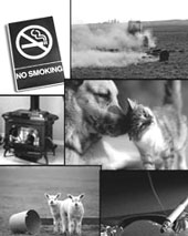 Asthma on Hispanic Farm Operations Photo collage.