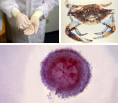 Three asthma sensitizers: Latex gloves, Crab, and Aspergillus niger fungi.