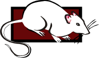 image of a rat