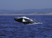 Humpback Whale breaching